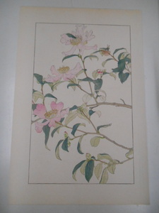  non water 100 flower . mountain tea flower Japanese cedar . non watercolor color . tree version woodcut . map 2 pieces set 1920 period? Taisho after half ~ Showa era front half spring .. issue ....