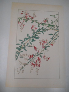  non water 100 flower . Hagi Japanese cedar . non watercolor color . tree version woodcut . map 2 pieces set 1920 period? Taisho after half ~ Showa era front half spring .. issue is .