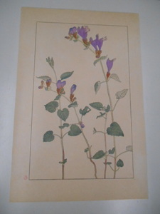 非水百花譜 羅生門葛 杉浦非水 彩色刷木版 版画 附図 2枚セット 1920年代？ 大正後半～昭和前半 春陽堂発行 らしょうもんかずら