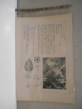 非水百花譜 灸花 杉浦非水 彩色刷木版 版画 附図 2枚セット 1920年代？ 大正後半～昭和前半 春陽堂発行 やいとばな_画像9