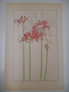  non water 100 flower ... flower Japanese cedar . non watercolor color . tree version woodcut . map 2 pieces set 1920 period? Taisho after half ~ Showa era front half spring .. issue .....