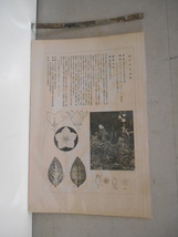 非水百花譜 桔梗 杉浦非水 彩色刷木版 版画 附図 2枚セット 1920年代？ 大正後半～昭和前半 春陽堂発行 ききょう_画像9