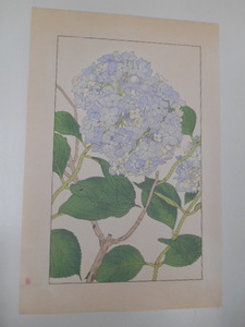 非水百花譜 紫陽花 杉浦非水 彩色刷木版 版画 附図 2枚セット 1920年代？ 大正後半～昭和前半 春陽堂発行 あじさい 