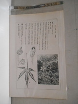 非水百花譜 紅蜀葵 杉浦非水 彩色刷木版 版画 附図 2枚セット 1920年代？ 大正後半～昭和前半 春陽堂発行 もみじあおい _画像9