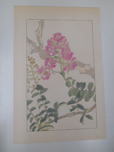 非水百花譜 百日紅 杉浦非水 彩色刷木版 版画 附図 2枚セット 1920年代？ 大正後半～昭和前半 春陽堂発行 ひゃくじつこう