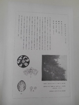 非水百花譜 百日紅 杉浦非水 彩色刷木版 版画 附図 2枚セット 1920年代？ 大正後半～昭和前半 春陽堂発行 ひゃくじつこう_画像4