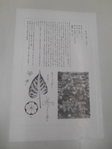 非水百花譜 白粉花 杉浦非水 彩色刷木版 版画 附図 2枚セット 1920年代？ 大正後半～昭和前半 春陽堂発行 おしろいばな_画像4