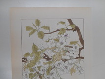 非水百花譜 梨 杉浦非水 彩色刷木版 版画 附図 2枚セット 1920年代？ 大正後半～昭和前半 春陽堂発行 なし_画像2