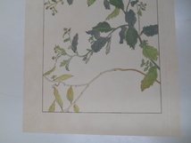 非水百花譜 紺菊 杉浦非水 彩色刷木版 版画 附図 2枚セット 1920年代？ 大正後半～昭和前半 春陽堂発行 こんぎく_画像3