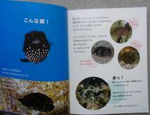 月刊たくさんのふしぎ　2009年9月号　この子なんの子？魚の子　吉野祐輔 文・写真_画像3