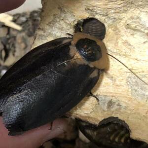 ブラベルス・クラニファ　ブラックウイング　亜生体　8匹　ゴキブリ　昆虫