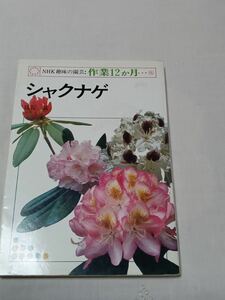 シャクナゲ 脇坂誠 NHK趣味の園芸 作業12ヶ月15 1977 植物*ws508