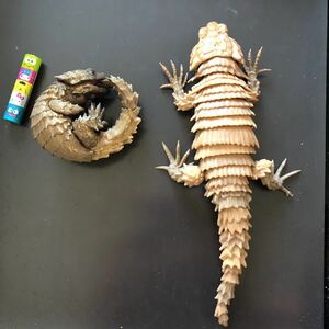  adjustment number 320 armadillo lizard ga tea 