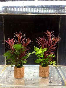 ☆置くだけ簡単レイアウト！ 水草３種植え ２個セット 吸着系多孔質ろ材ライフマルチ付き ③