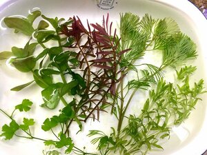 * free shipping!mi Nami freshwater prawn 10 pcs +1 pcs * less pesticide water plants 5 kind set B exclusive use box shipping me Dakar aquarium .!