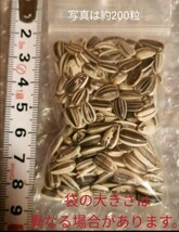 大きくそだつひまわりの種　たっぷり14g約200粒　家庭菜園　花壇　花畑　プランター　そだてやすい　向日葵の種　ヒマワリ種子　ひまわり_画像4