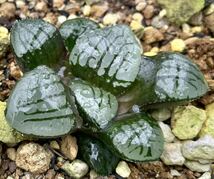 ハオルチア　水晶魔界　葉挿し苗　多肉植物　オブツーサ_画像2