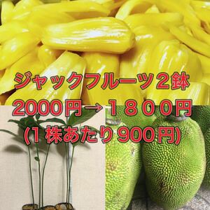 ★★ジャックフルーツ苗2鉢★★ 2株2000円→1800円(1株あたり900円) 熱帯フルーツの苗木　波羅蜜苗　パラミツ苗木　熱帯果樹木