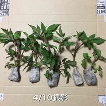 ★★木苺苗2種類4株セット★★小　苗代苺&草苺抜き苗　木いちご苗　ラズベリー苗　苗代苺苗　草苺苗　ワイルドベリー苗_画像5