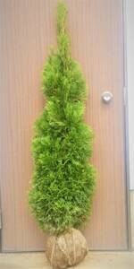 *** emerald green conifer European style. . garden .!! gardening. one Point height is bottom part from approximately 150cm***