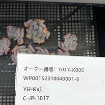 多肉植物10個 1017-K005 エキゾチック エケベリア カット苗 _画像3