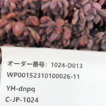 多肉植物24個 1024-D013 キューピッド エケベリア カット苗 _画像3