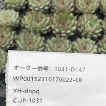 多肉植物24個 1031-D147 メキシコプリドニス エケベリア カット苗 _画像3