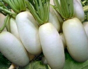 加賀伝統野菜 打木源助大根 40粒