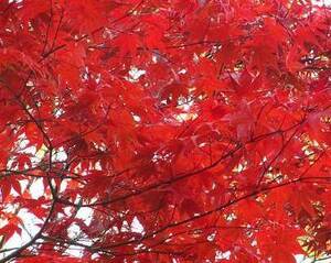 種子　盆栽の種 ノムラモミジ 野村紅葉 50粒