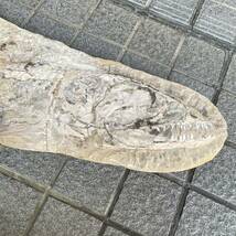 1000円〜 希少 特大 約102×22cm 巨大魚 古代魚 化石 コレクション標本_画像2