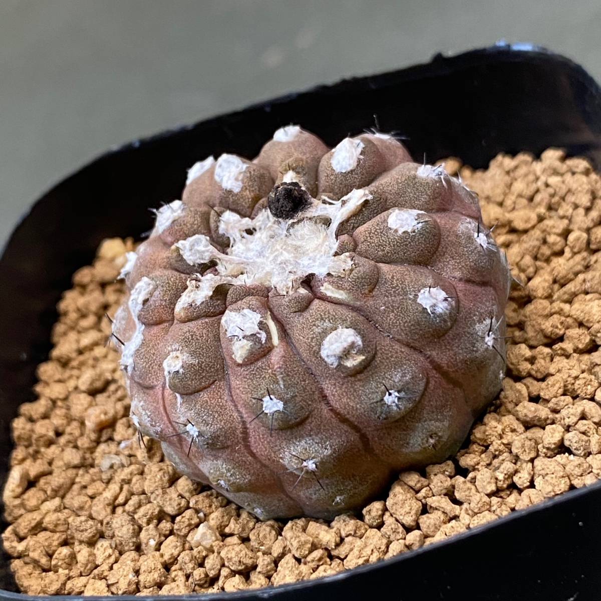 2023年最新】ヤフオク! -#copiapoa(サボテン)の中古品・新品・未使用品一覧