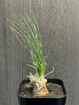 ゑ. レデボウリア レプトフィラ / Ledebouria leptofira 3号深鉢 【サボテン 多肉植物】_画像1