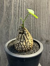 ゑ. ステファニア スベローサ② Stephania suberosa 3号鉢 【サボテン・塊根植物】_画像4