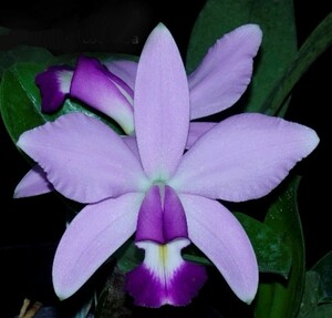 ◆☆【洋蘭原種】☆◆ C. violacea fma. coerulea 'Bela Vista ' (OG) 開花株