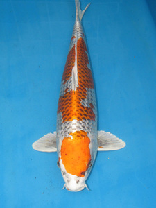  colored carp No13kjak yellow gold . peace 2 year production 59cm colored carp 