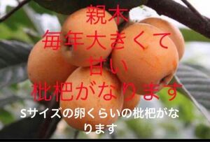 岐阜産、無消毒、化学肥料除草剤不使用　家庭菜園の枇杷の種子から育ってきた、実生苗　　　枇杷　　　1年生苗　　2本