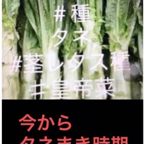 岐阜産、seed、無消毒タネ、自家採種　茎レタスケルン又の名:山クラゲ皇帝菜　　ステムレタス　　　1セット　　種約500粒