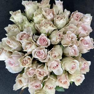  роза ( срезанные цветы * живые цветы )li men Blanc s(.. розовый * белый розовый ) 30.SM размер 40шт.@ прямая поставка от производителя! свежесть выдающийся!
