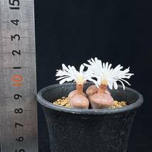 《PW》コノフィツム“大型風鈴玉 白花,C.friedrichiae”白花確認済み 多肉植物 メセン_画像7