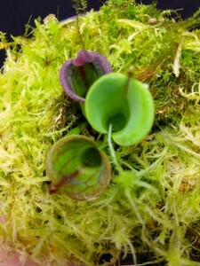 【子株付き　写真6枚目】【AW】Heliamphora macdonaldae Cerro Duida Venezuela ヘリアンフォラ 食虫植物　山野草