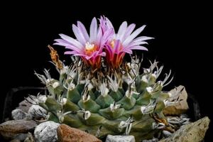 Turbinicarpus alonsoi ツルビニカルプス アロンソイ新鮮な種子 15粒 メキシコ原産 送料込　ツルビニ 小型 美花 実生用 10/15採取