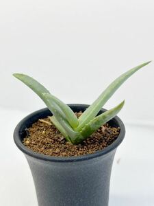 Aloe cremnophila アロエ　クレムノフィラ erigavo somaria ソマリア原産　丸みのある棒状葉 　抜き苗は送料込　多肉植物