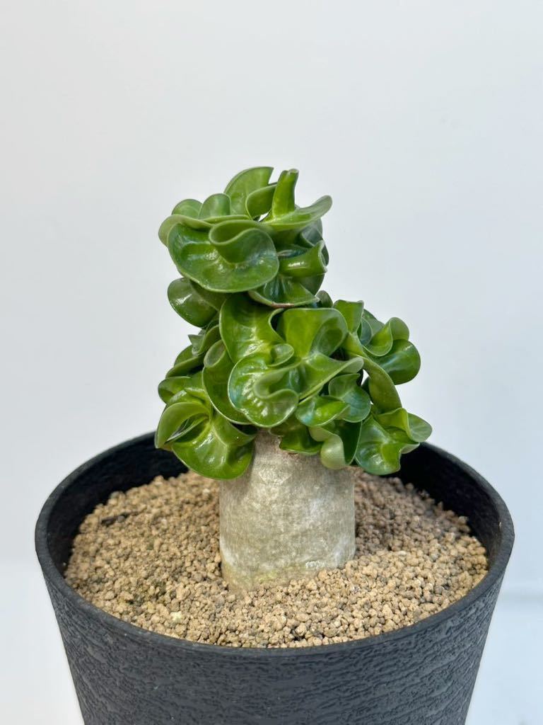 ヤフオク! アデニウム獅子葉観葉植物 の落札相場・落札価格