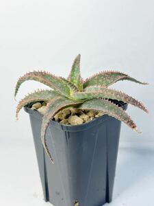 アロエ クリスマスキャロル Aloe 'Christmas Carol'アロエ交配美種 抜き苗は送料込◎赤 多肉植物