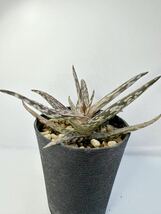 アロエ　フラギリス Aloe fragilis　抜き苗は送料込◎アロエ原種 アフリカ原産 多肉植物_画像1