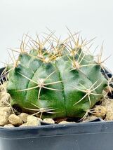 ギムノカリキウム ダムシー麗蛇丸gymnocalycium damsii 実生株 メキシコ原産 抜き苗送料無料 検ギムノ サボテン_画像2