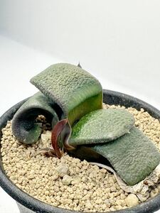 Gasteria armstrongii 希少 ガステリア 酒井臥牛 実生選抜株　サボテン　多肉植物　アフリカ原産　送料込