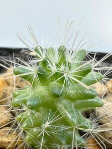 Mammillaria crinita 実生株 希少 抜き苗は送料込◎ Zaragosa de Solis FN付 マミラリア クリニタ 希少種 サボテン