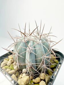 メロカクタス アズレウス Melocactus azureus ブラジル原産 メロ 美しい青白肌 赤刺 抜き苗は送料込　サボテン　美株　輸入カキコ発根済み