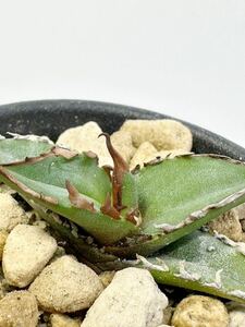 アガベ 強刺ホリダ Agave Horrida 選別実生株 メキシコ原産　チタノタ　抜き苗送料無料 検チタノタ シーザー 白鯨 黒鯨 魔丸 ホリダ